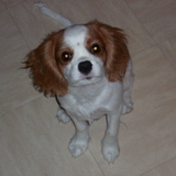 les cavaliers king charles