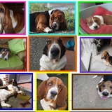 La team des superbes bassets !
