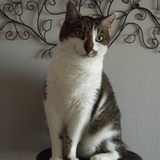 Harvey