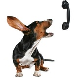 L'actu canine