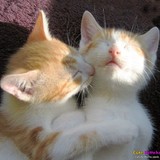 Les Chats Roux et Blanc
