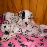 La team des dalmatiens