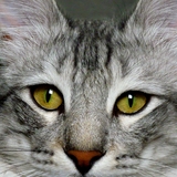 Tout savoir sur les chats
