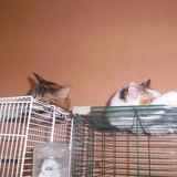 les 2 soeurs