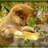 La Team Des Shiba & Akita