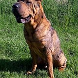 la team des shar pei tout plis