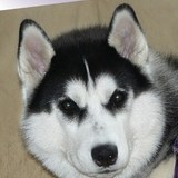 LA TEAM DES HUSKY SIBERIEN FRA