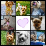 La team des Yorkshires