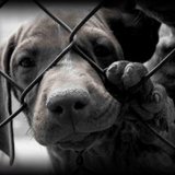Non à l'abandon des animaux 