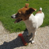 La Jack-Team Jack Jack Russel 