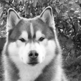 Husky de Sibérie & Nordiques