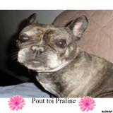 team pour Praline 