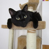 cachou