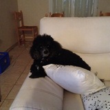 Basile