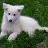 Non à la maltraitance animale