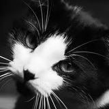 team des black and white 