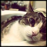 Léo