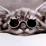 les chat:les meilleur ami de l'h