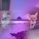 coco