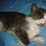 La team des chatons tous mignons