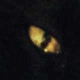 Les Chats noirs