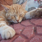 Tigrou