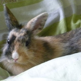 Gizmo