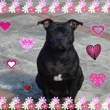 love  staffie