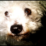 ♡ Sybelle ♡