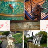 les compagnons mignons