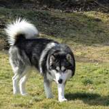 La team des malamutes