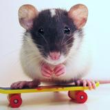 La team des rats tous mignons !