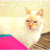 Coton