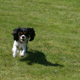 team cavalier king charles