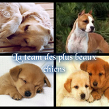 La team des plus beaux chiens