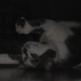 Vive les chats =D 