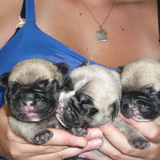 voila mes 3 bébés ^^