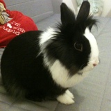 Les lapins Hollandais