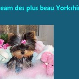 La team des plus beau yorkshire