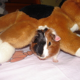 Chipette