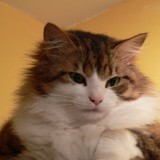 La Team des chat angora 