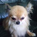 Chihuahua pour toujours