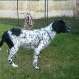 Setter anglais 