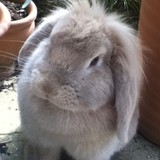 daisy