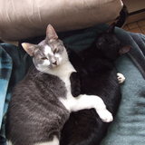 la team des chat qui a des frere et soeur