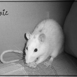 Poxie