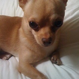 Prince
