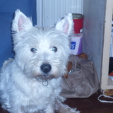 patsy
