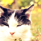 Les chats pas communs