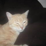la team des chat coquin !!!